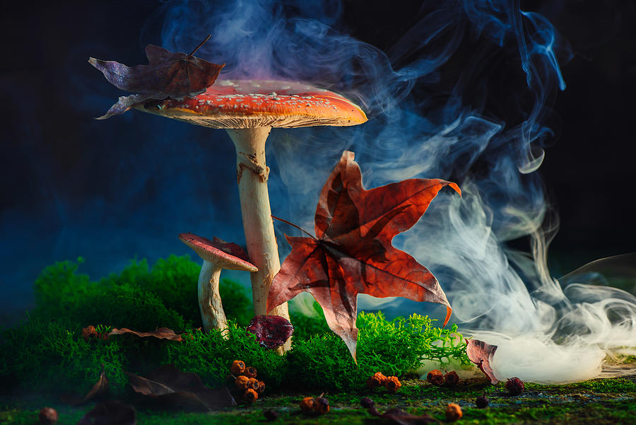 Fairy hiding behind a maple leaf silhouette. Giant magical mushroom, fantasy story concept Photograph by Dina Belenko Photography