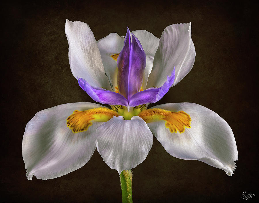 Fairy Iris Photograph by Endre Balogh