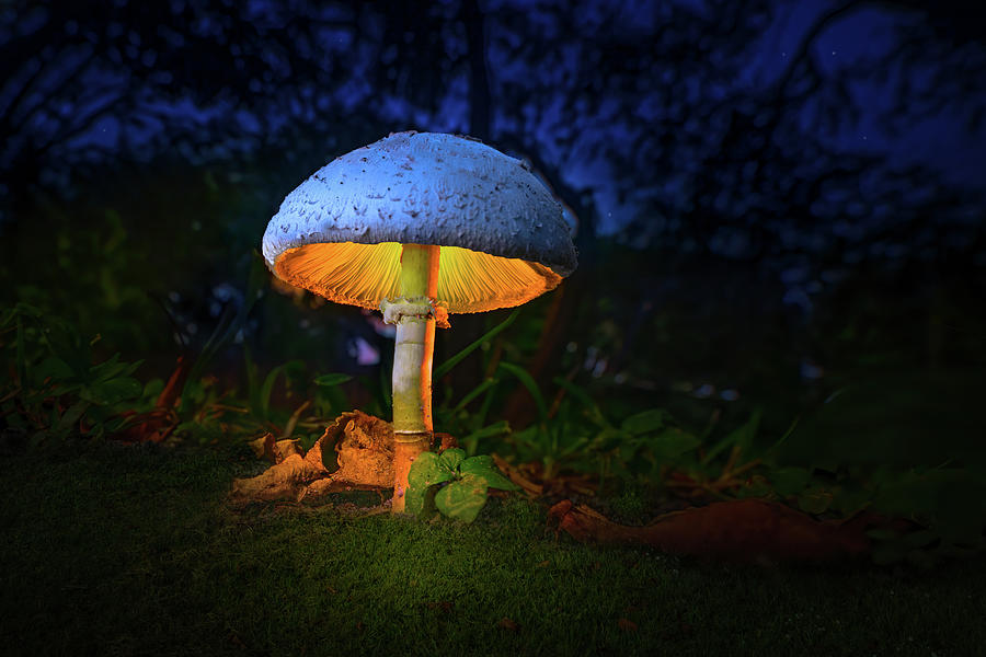 Fairy Mushroom Lantern  Photograph by Mark Andrew Thomas