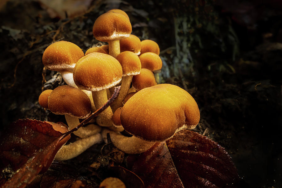 Fairy Mushrooms Photograph