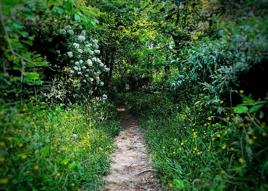 Fairy Path Photograph by Jason Tompkins - Fine Art America