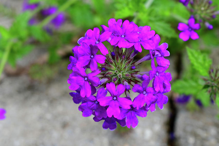 Fairy primrose growing in a garden in Knoxville, Tn. Photograph by Lisa ...