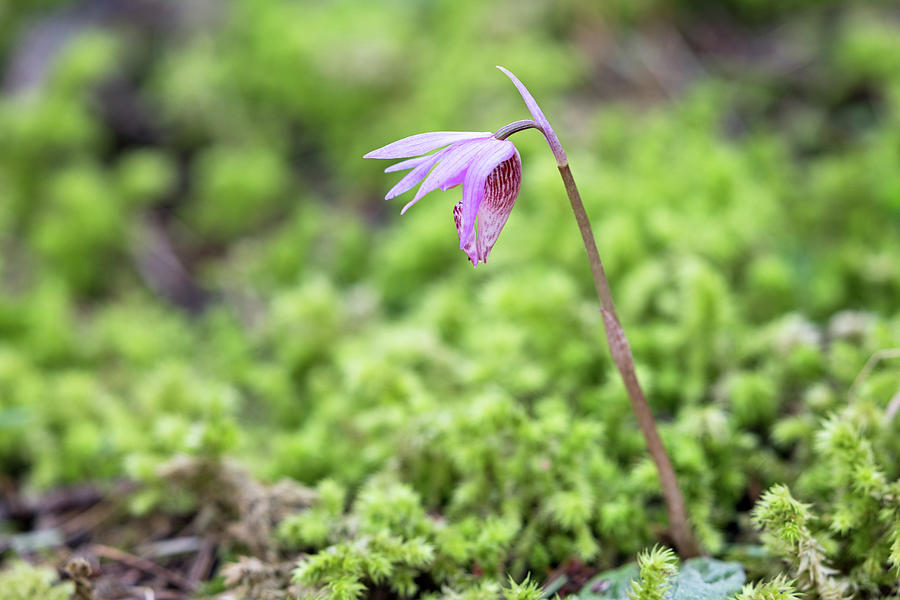 Fairy Slipper Orchid At Ruckle Provincial Park Photograph by Michael Russell