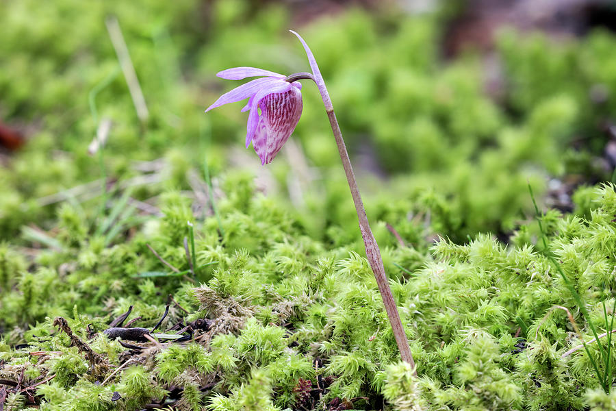 Fairy Slipper Orchid - Calypso bulbosa - at Ruckle Provincial Park Photograph by Michael Russell
