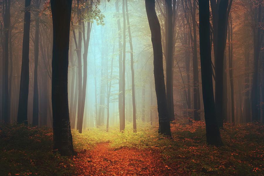 Fairy tale foggy forest Photograph by Toma Bonciu