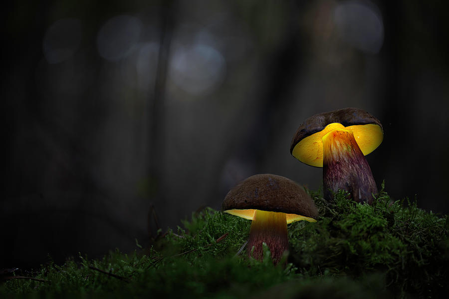 Fairy tale mushroom fantasy Photograph by Dirk Ercken