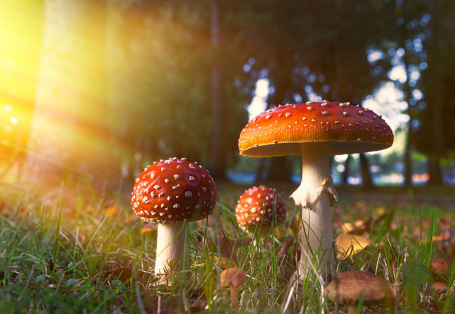 Fairy-tale Mushroom in Golden Light Photograph by Ding Ying Xu