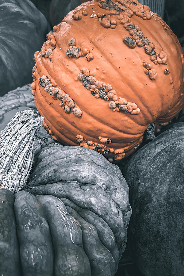 Fairy Tale Pumpkin Photograph by Bonny Puckett