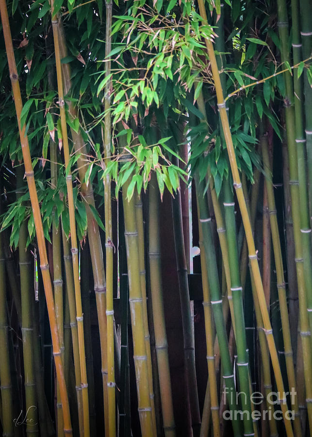 Summer Photograph - Fairyland Bamboo  by D Lee