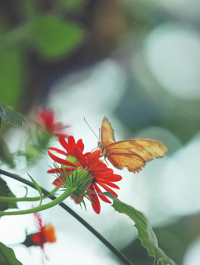 Butterfly Photograph - Fairytale Flower by Carrie Ann Grippo-Pike