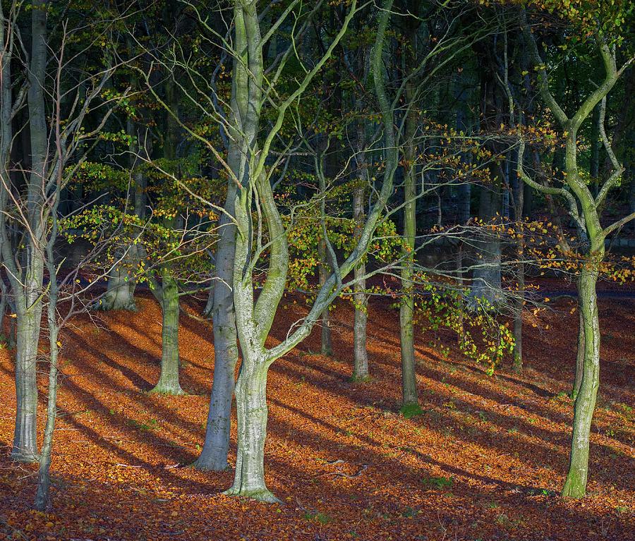 Scotland Romantic Fairytale Woods Late Autumn  Photograph by OBT Imaging