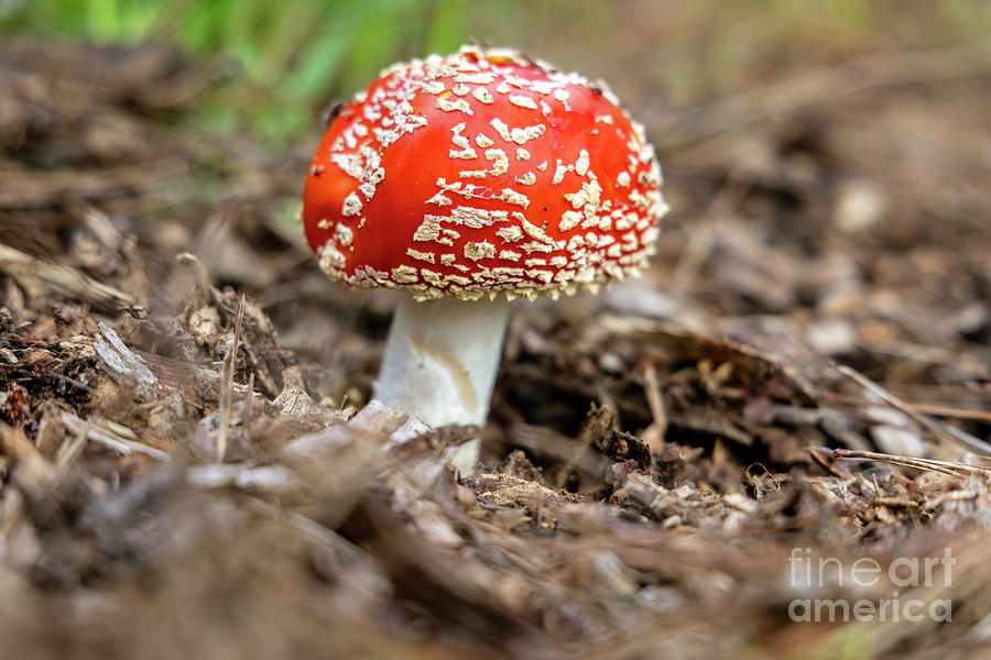 Fairytale Mushroom Photograph by Vivian Krug Cotton