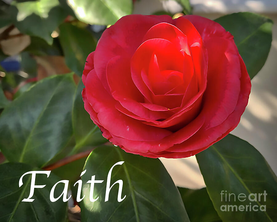 Faith - Red Camellia Bloom Digital Art by Kirt Tisdale Faith - Red Camellia Bloom Digital Art by Kirt Tisdale