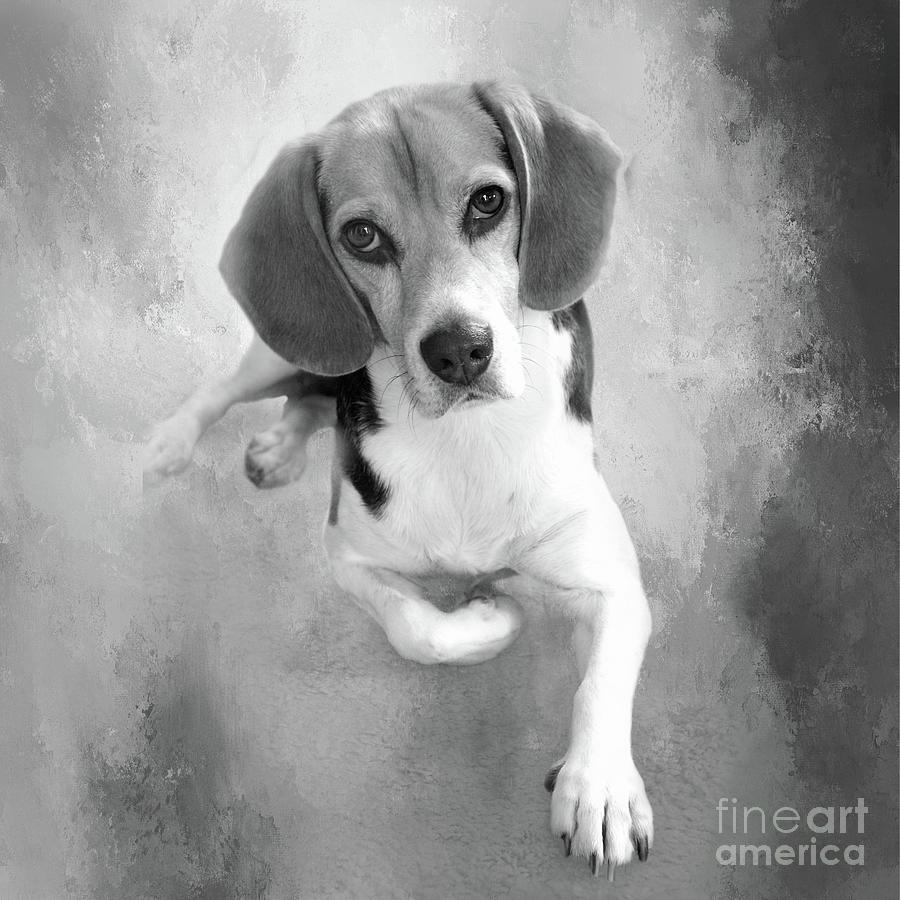 Dog Photograph - Faithful Beagle BW by Elisabeth Lucas
