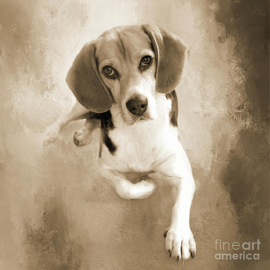 Dog Photograph - Faithful Beagle Sepia by Elisabeth Lucas