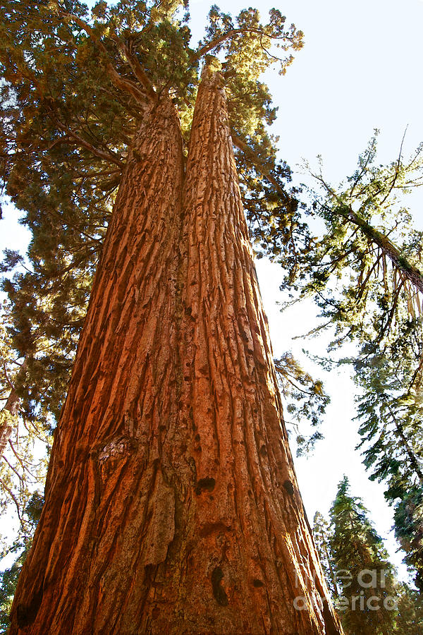 Yosemite National Park Photograph - Faithful Couple Sequoia Trees by Catherine Sherman