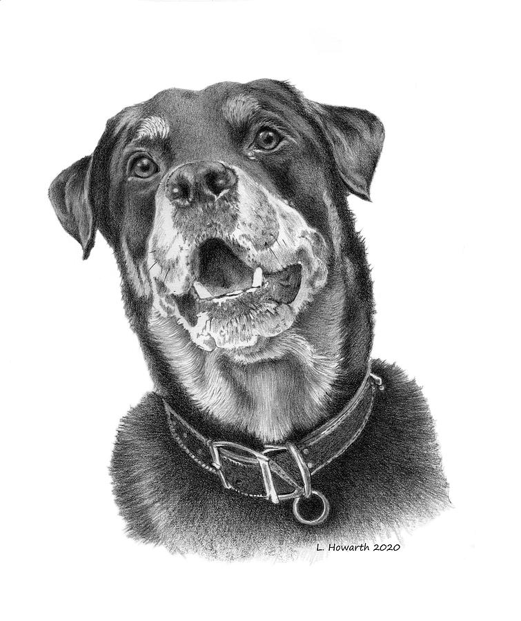 Dog Drawing - Faithful Friend by Louise Howarth