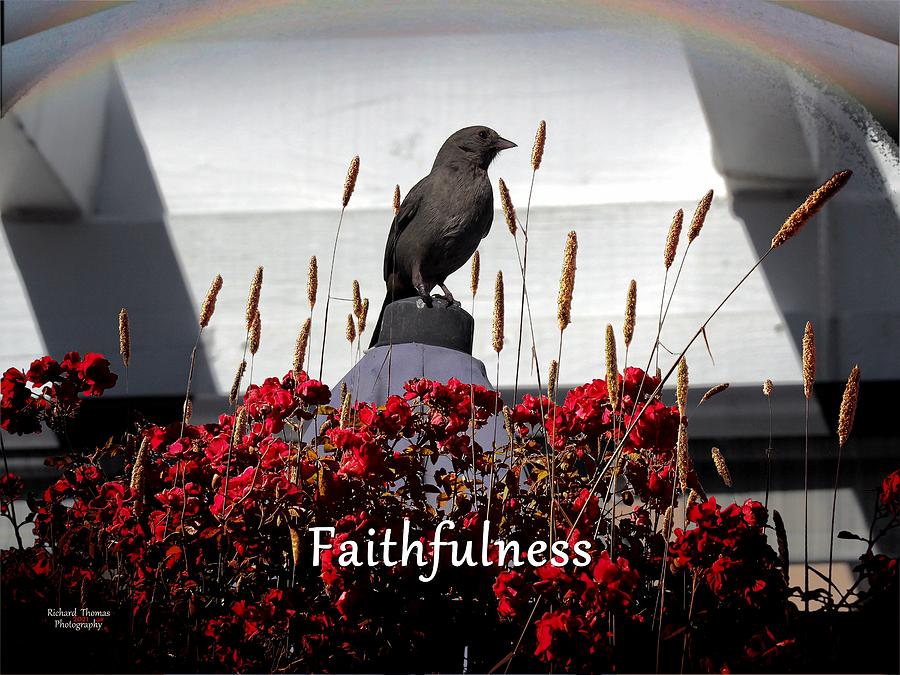 Faithfulness Photograph by Richard Thomas