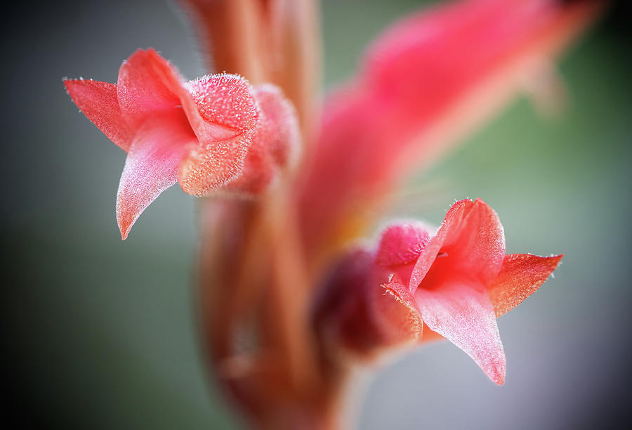 Fakahatchee Beaked Orchid Closeup1 Photograph by Rudy Wilms
