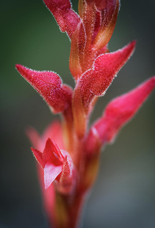 Fakahatchee Beaked Orchid Closeup3 Photograph by Rudy Wilms