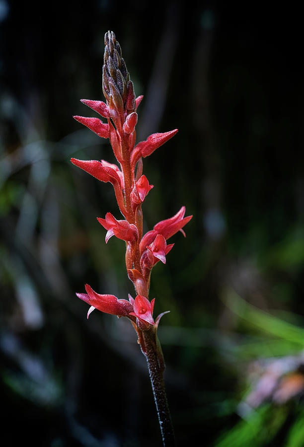 Fakahatchee Beaked Orchid Photograph by Rudy Wilms