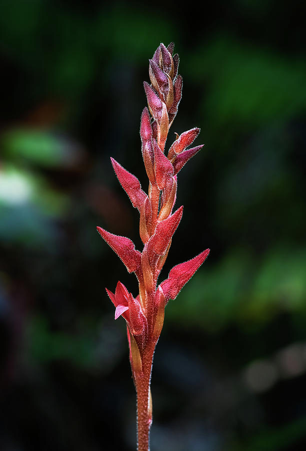 Fakahatchee Beaked Orchid Side View Photograph by Rudy Wilms