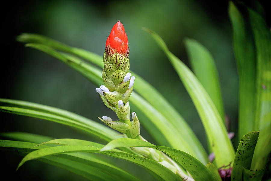 Fakahatchee Guzmania bloom Photograph by Rudy Wilms