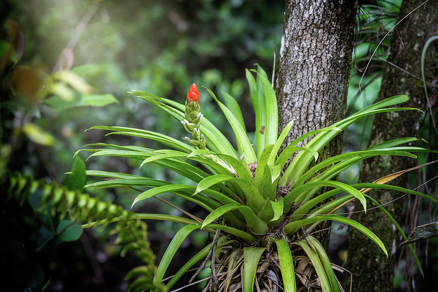 Fakahatchee Guzmania Photograph by Rudy Wilms