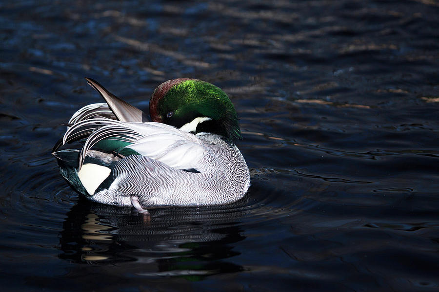 Falcated Duck Photograph by Karol Livote