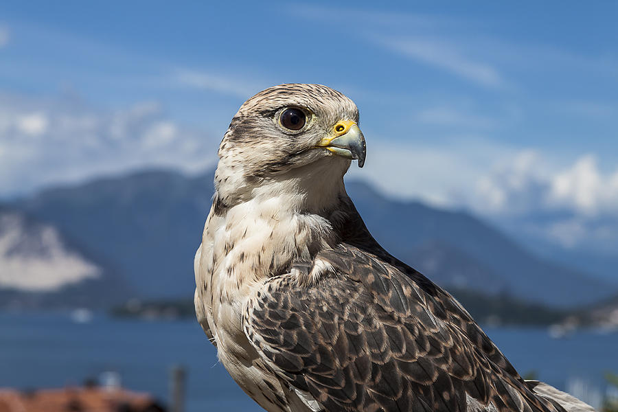 Falco sacro  (Falco cherrug) Photograph by Fotografie di Laura Rabachin