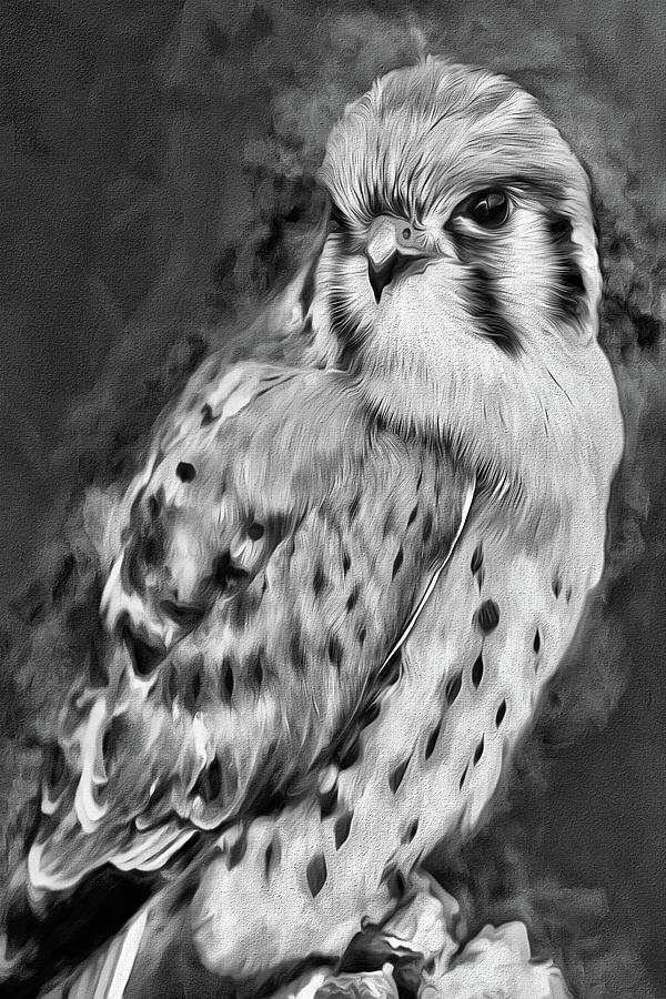 Falco Sparverius Black and WHite Digital Art by Kyle Findley