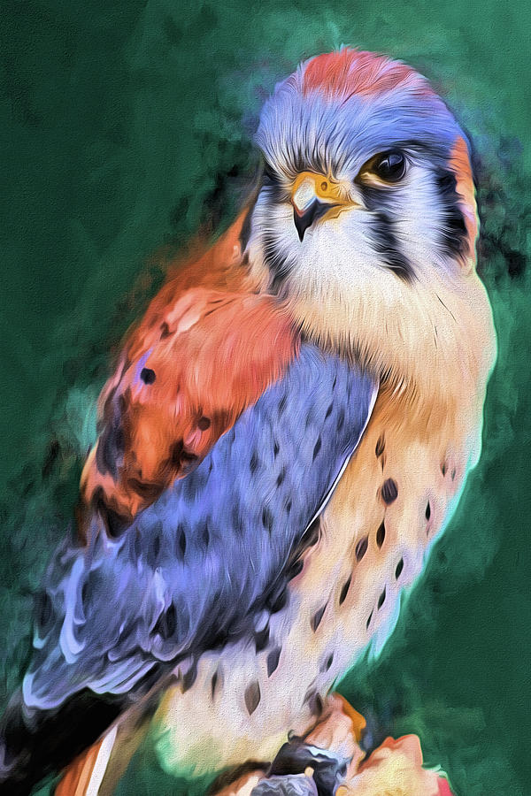 Falcon Digital Art - Falco Sparverius by Kyle Findley