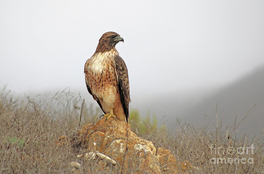 Falcon at Montana de Oro Photograph by Michael Rock