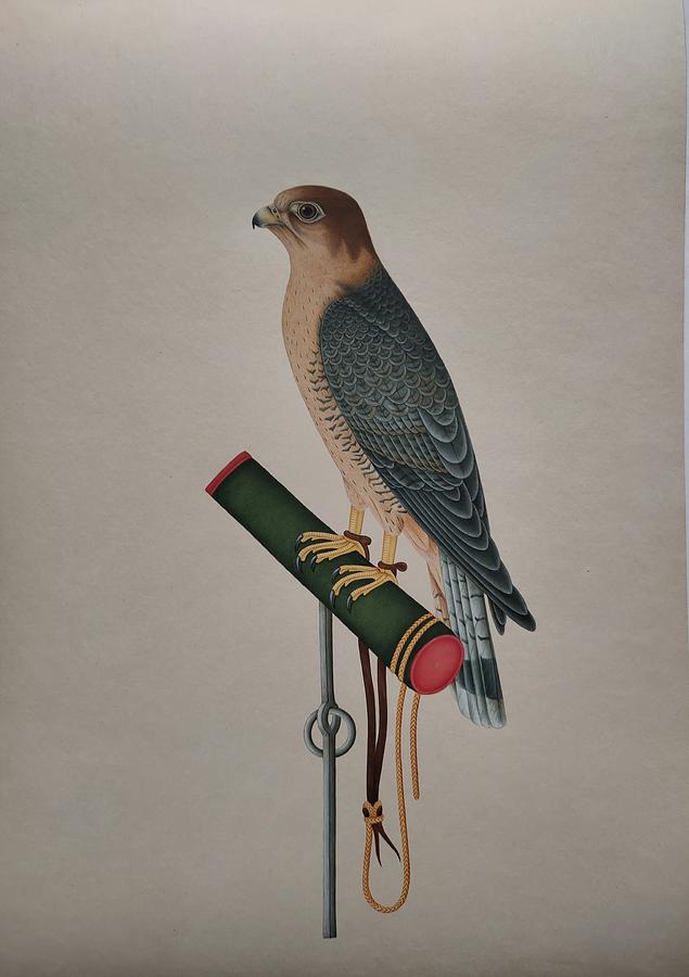 falcon bird painting