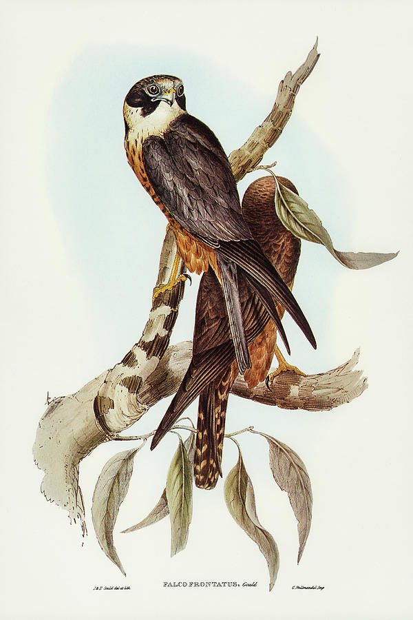 John Gould Drawing - Falcon, Falco Frontatus by John Gould