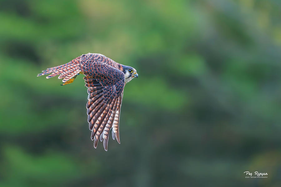 Falcon Flight Photograph by Peg Runyan