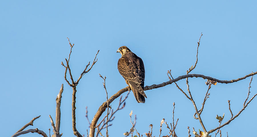 Falcon In A Tree Photograph