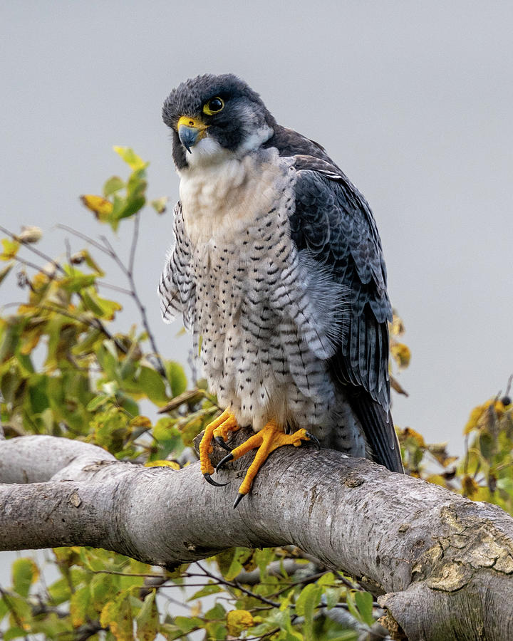 Falcon in Autumn 3 Photograph by Kevin Suttlehan