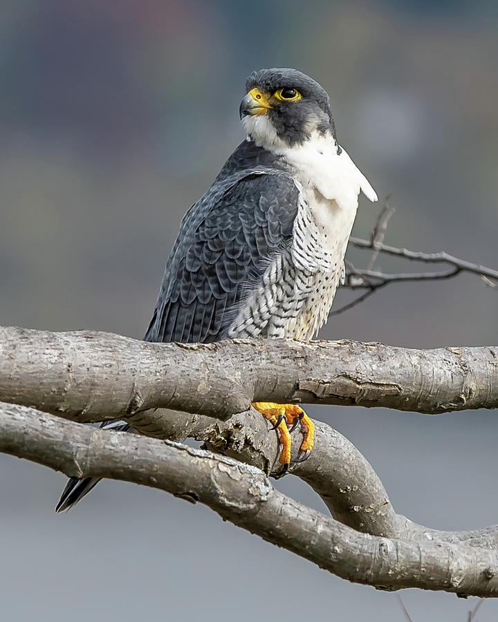 Falcon in Autumn Photograph by Kevin Suttlehan
