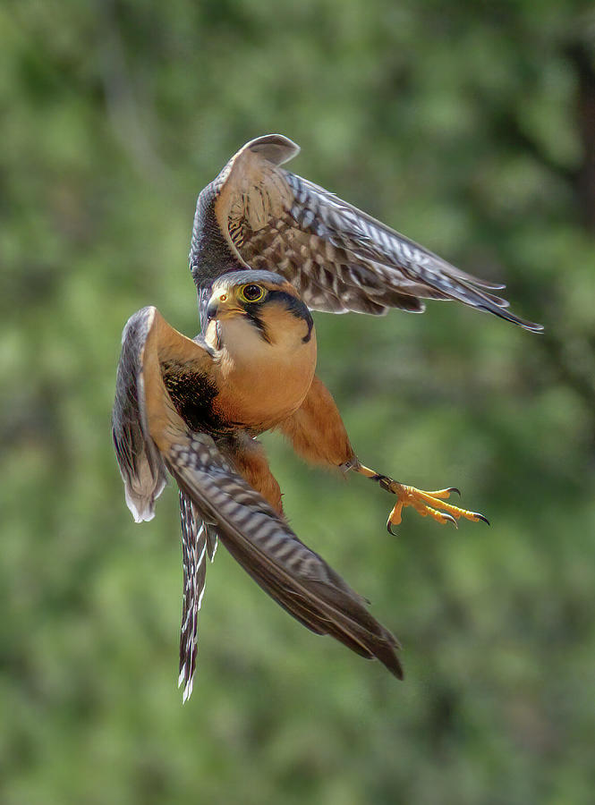 Falcon in Sharp Turn Photograph by Bill Ray