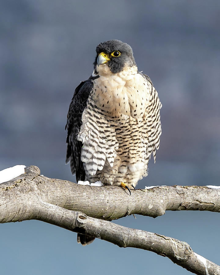 Falcon in Winter-1 Photograph by Kevin Suttlehan