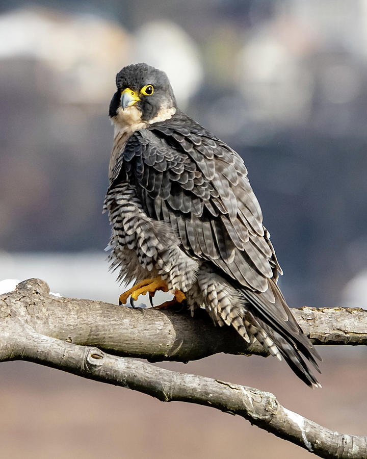 Falcon in Winter-2 Photograph by Kevin Suttlehan