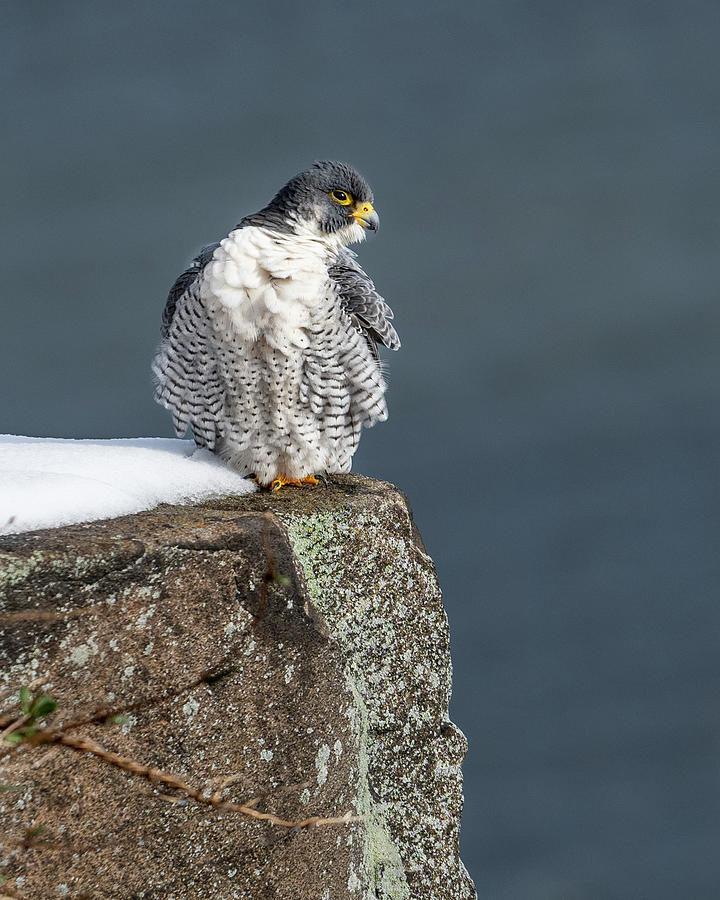 Falcon in Winter-3 Photograph by Kevin Suttlehan