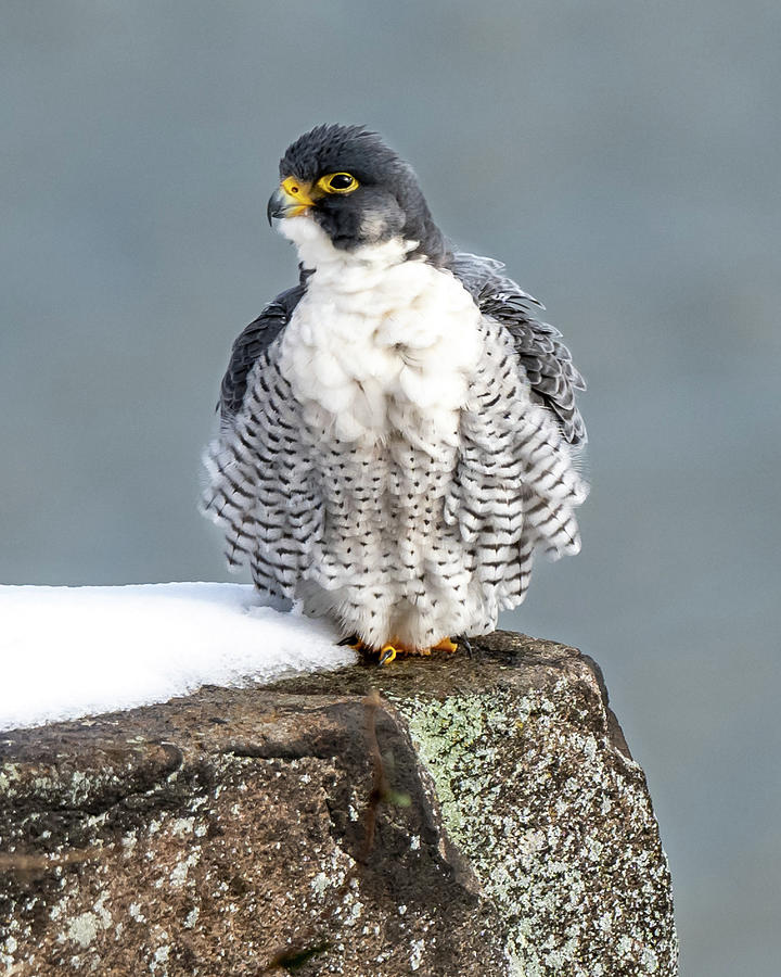 Falcon in Winter-4 Photograph by Kevin Suttlehan