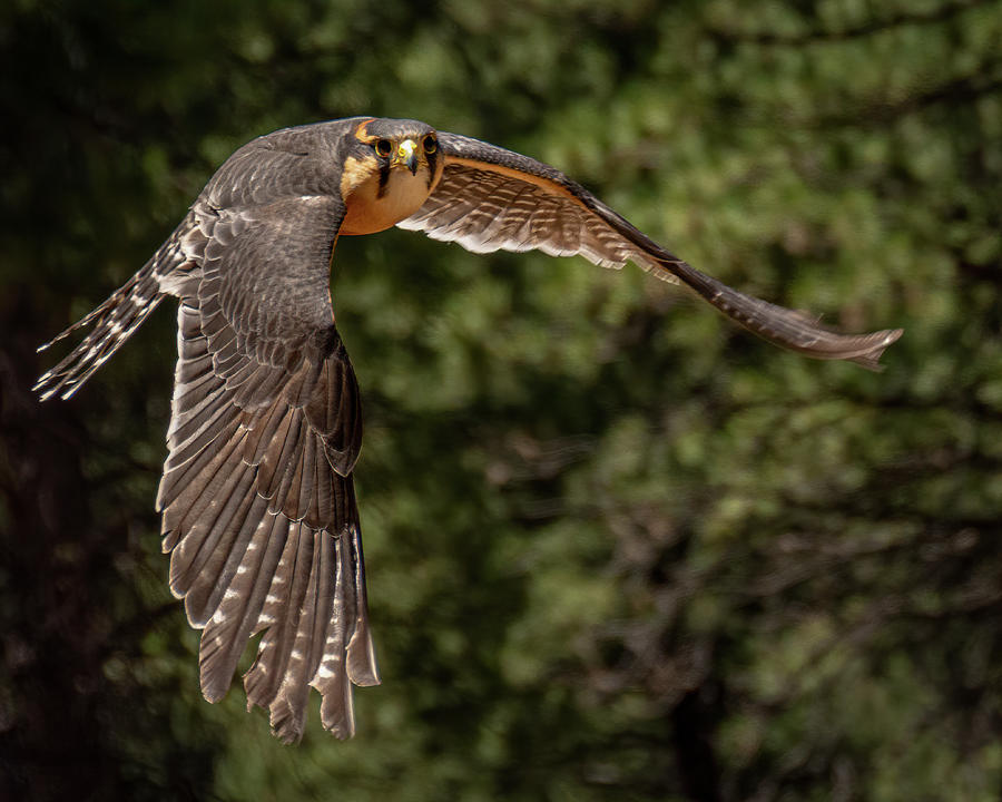 Aplomado Falcon Making a Sharp Turn Photograph by Bill Ray