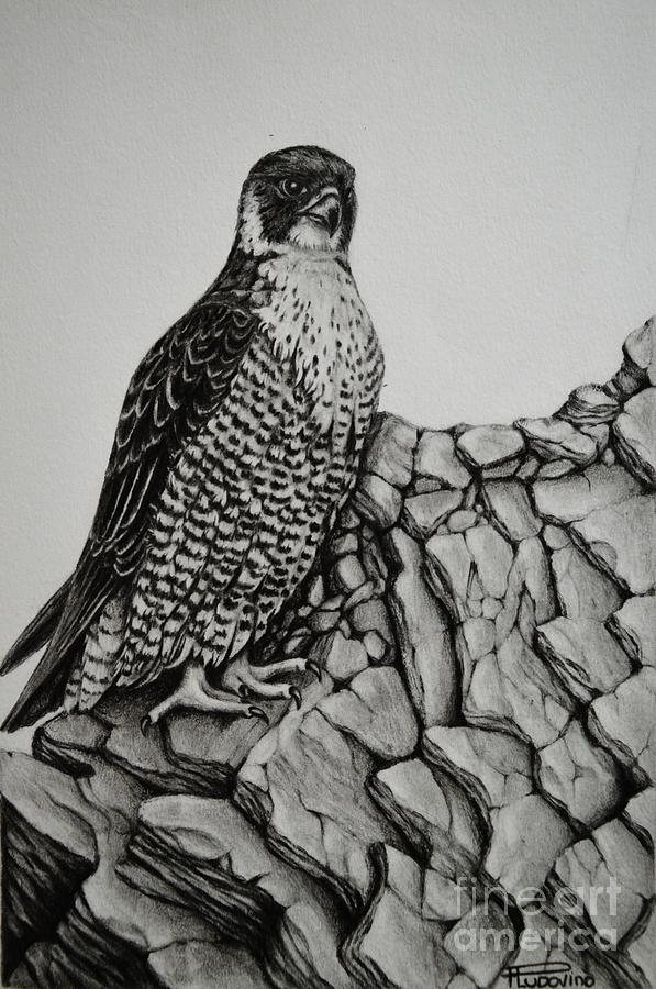 Falcon Drawing by Paula Ludovino