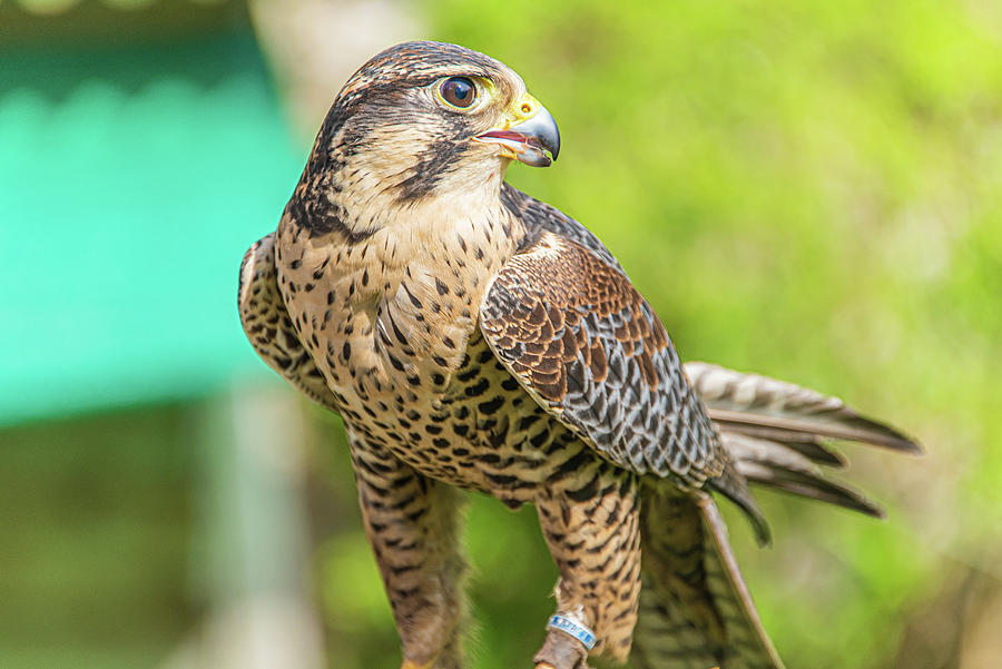 Falcon Photograph by Stewie Strout