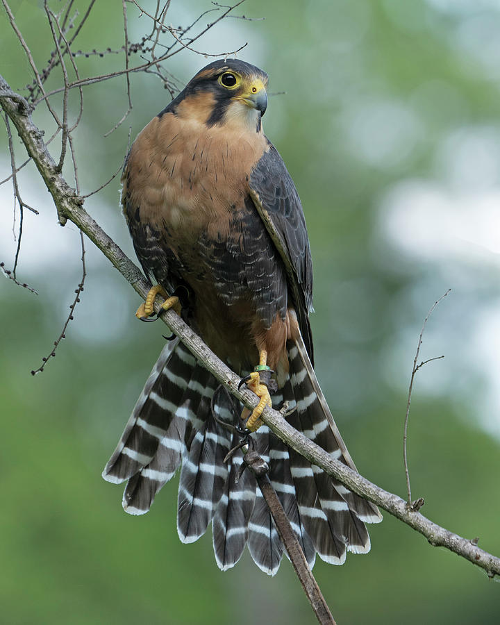 Falcon Tail Photograph