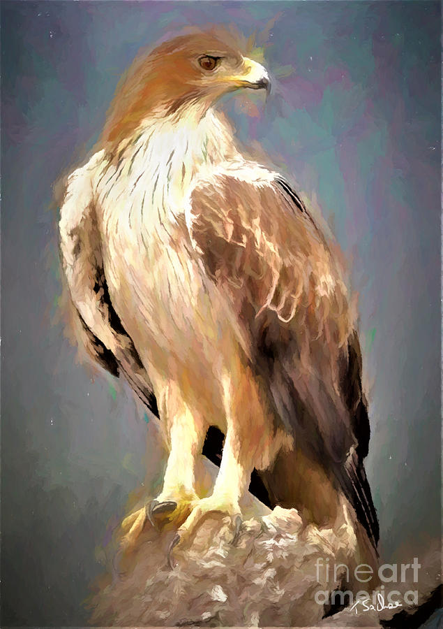 Falcon Digital Art by Tom Sachse - Fine Art America