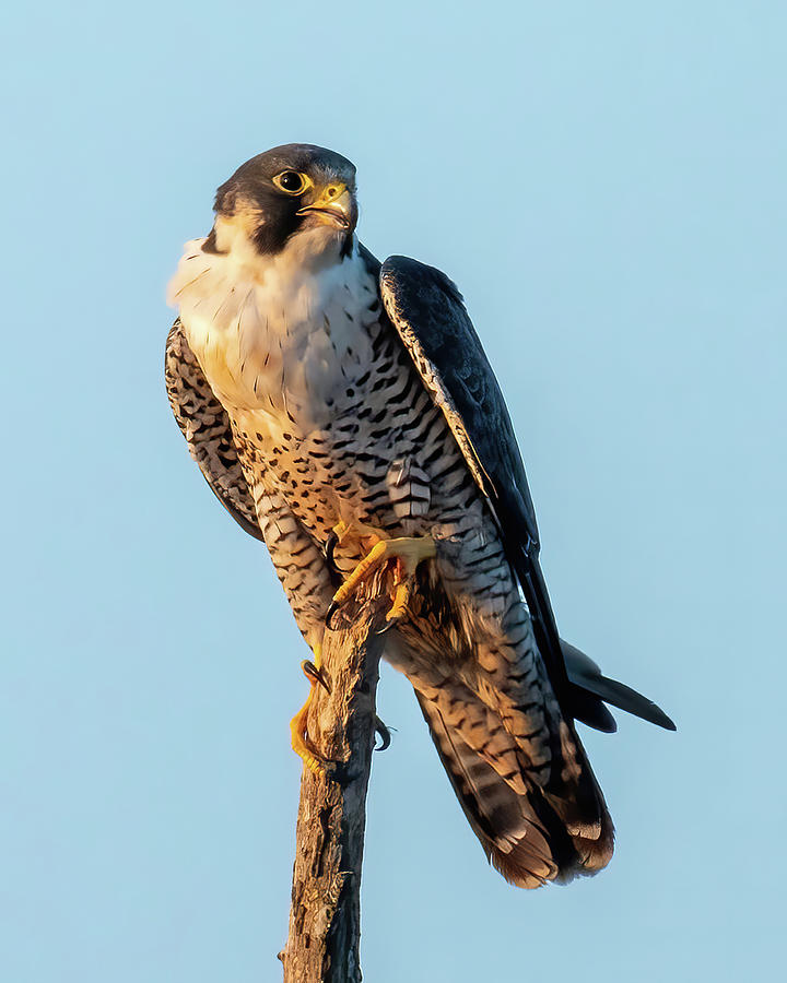 Falcon with Open Mouth Photograph by Bradford Martin